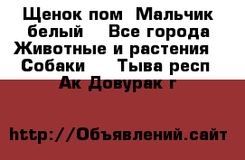 Щенок пом. Мальчик белый  - Все города Животные и растения » Собаки   . Тыва респ.,Ак-Довурак г.